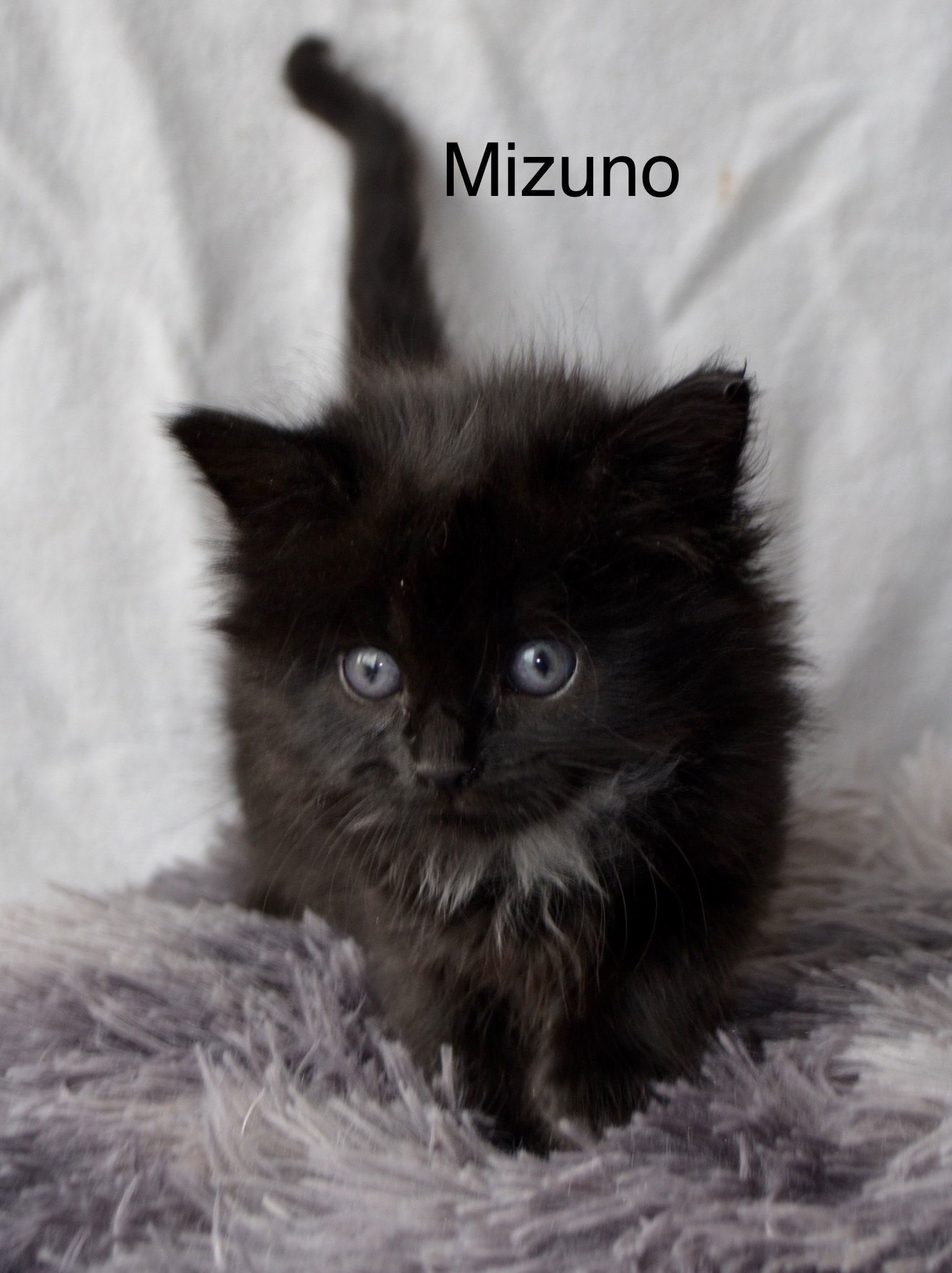 Mizuno