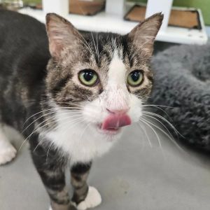 Mittens -- Bonded Buddy With Prince, Adult Male unknown