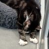 Mittens -- Bonded Buddy With Prince photo 2