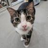 Mittens -- Bonded Buddy With Prince photo 4