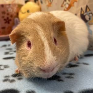 Turbo, Young Male Guinea Pig