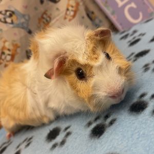 Max, Young Male Guinea Pig