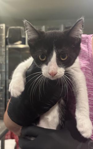 Hi Im Platinum Im a new arrival from FieldHaven so the staff is still getting to know me Howeve
