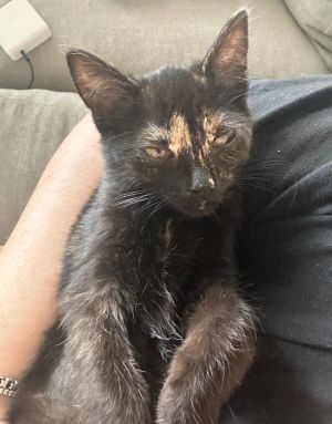 Butters is the cutest cuddliest little baby She is spunky and loves to play with any toys but also