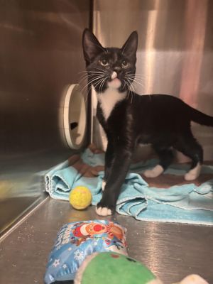 Hi Im Limestone Im a new arrival from FieldHaven so the staff is still getting to know me Howev