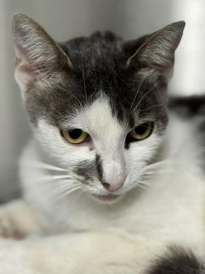 Hi Im Mila a recent arrival from UCD I was brought to FH after I was spayed by UCD for