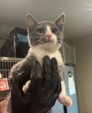 Hi Im Steel Im a new arrival from FieldHaven so the staff is still getting to know me However 