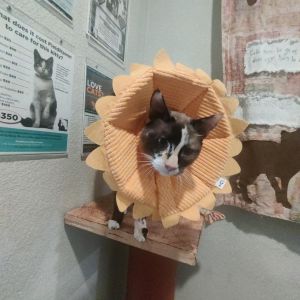 Hello there Im Katy Im a bit of a diva I must admit I love a good cuddle especially when