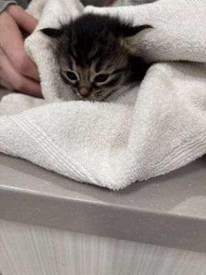 Tiger Claw Domestic Short Hair Cat