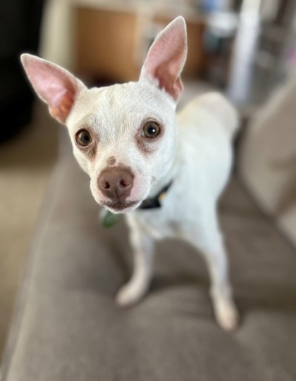 Apollo, an adoptable Chihuahua, Mixed Breed in Willmar, MN, 56201 | Photo Image 1