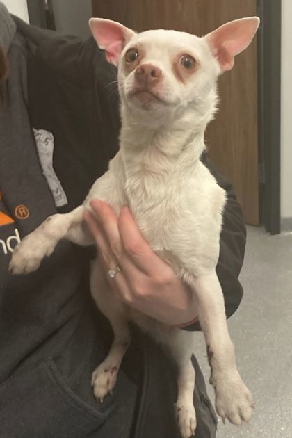 Apollo, an adoptable Chihuahua, Mixed Breed in Willmar, MN, 56201 | Photo Image 2