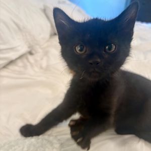 Hi Im Josh My foster parents call me Joshey I know My eyes Theyre big and beautiful and so is