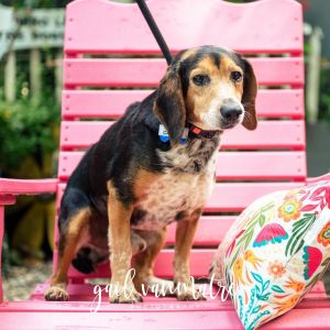 Cabbage, Adult Male Beagle