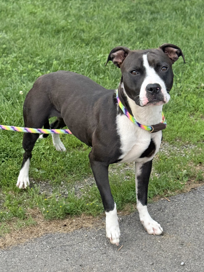 Stella