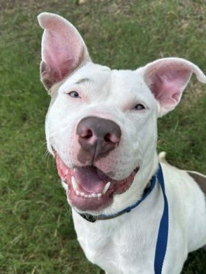 Buzz, Adult Male Terrier