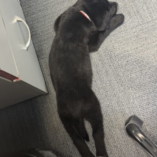 Benji