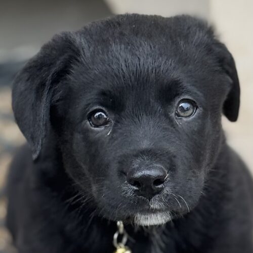 Benji