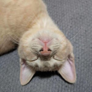 Samwise, Baby Male Domestic Short Hair
