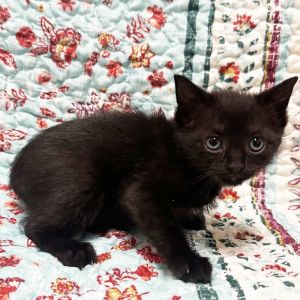 Jewel, Baby Female Domestic Short Hair