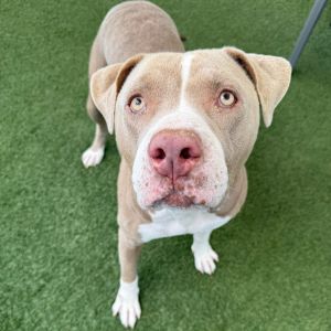 Isla Pit Bull Terrier Dog