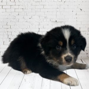 Riley, Baby Male Australian Shepherd