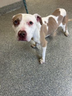 Duckling, Adult Male Pit Bull Terrier