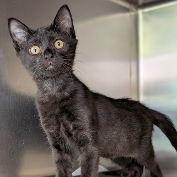 Pancake - IN FOSTER
