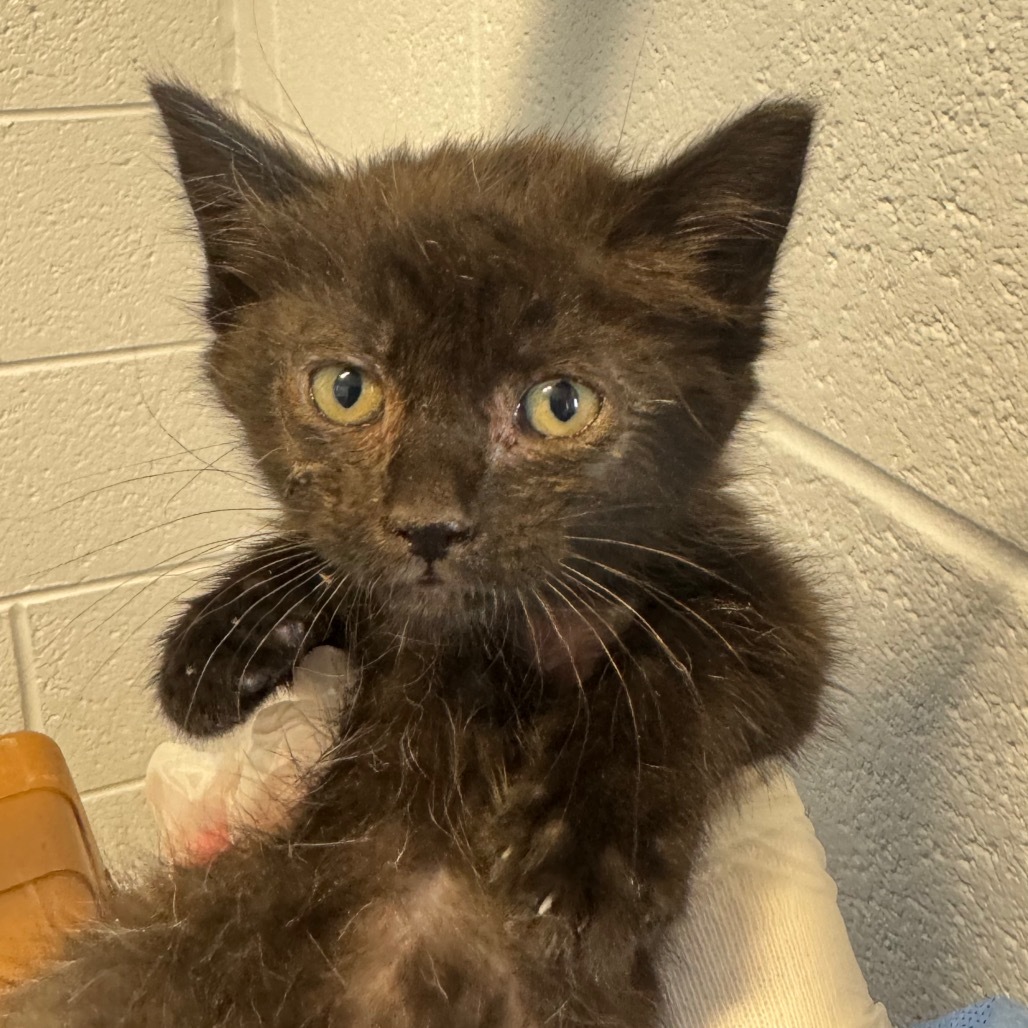 Pancake - IN FOSTER