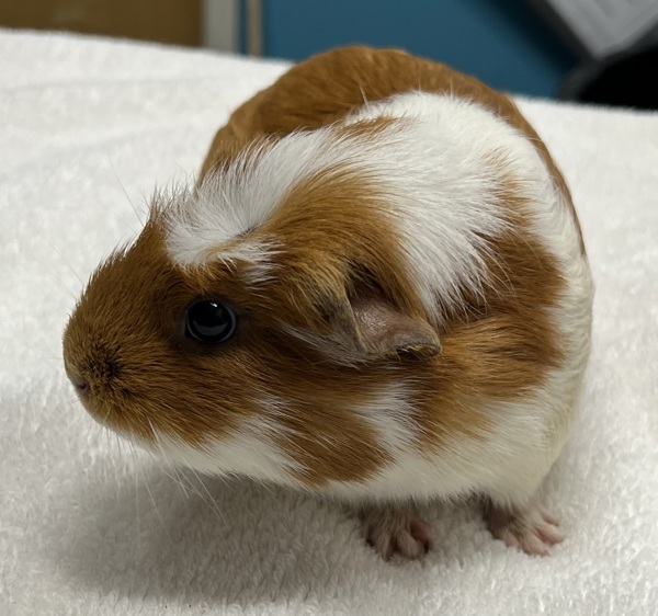 Fiona