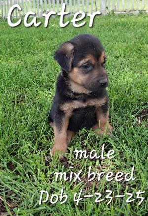 Carter, Baby Male Mixed Breed