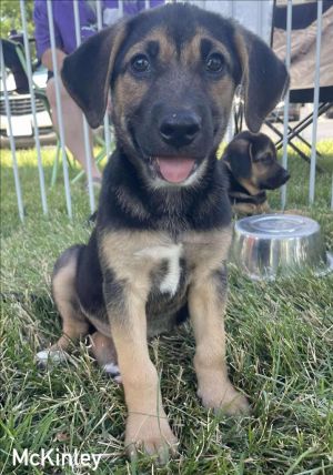 McKinley, Baby Female Mixed Breed
