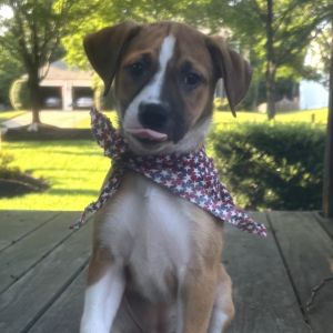 Bikini, Baby Female Beagle