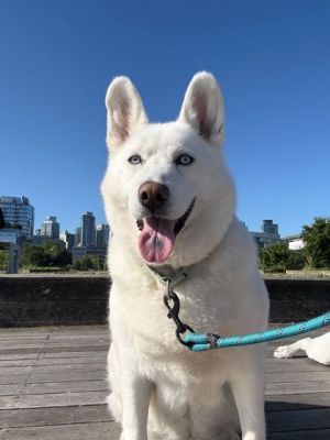 What my friends at Seattle Humane say about me Im a sweetheart Im up for anything walks car ri