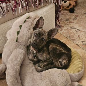 Acorn Whippet Dog