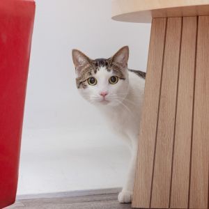 Meet Milo a gentle and sweet 1-year old feline who loves nothing more than cozy