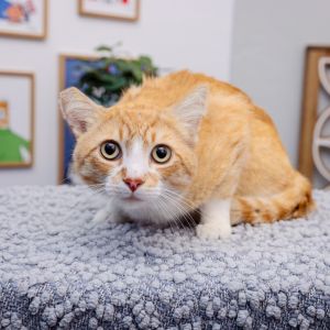 Timon is a 3-year old playful cat who enjoys interactive toys scratching posts