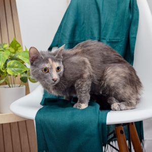 Sweet and affectionate 1-year old Chelsea Wolfe is a playful social young cat w