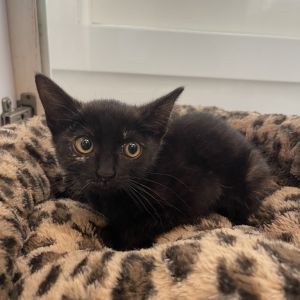 Meet 3-month-old Ducky Tiny spicy and learning to love Shes still learning 
