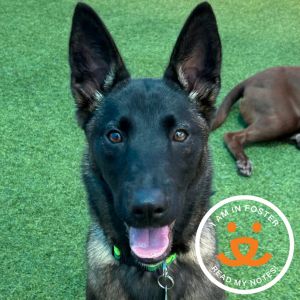 Meet Marley a joyful 5-month-old large breed puppy with a playful spirit and a heart full of love 