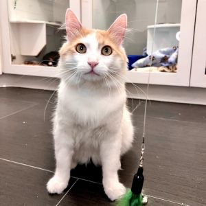 Rockport is a sweet affectionate 3-year-old cat who loves attention and isnt shy about saying hell