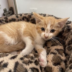 Duke is an almost 3-month-old white and orange tabby kitten with the softest fur