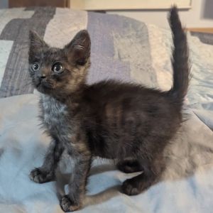 Snickers, Baby Female Domestic Short Hair