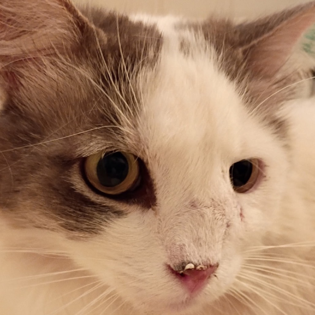 Kitter, an adoptable Domestic Short Hair in Las Vegas, NV, 89128 | Photo Image 2