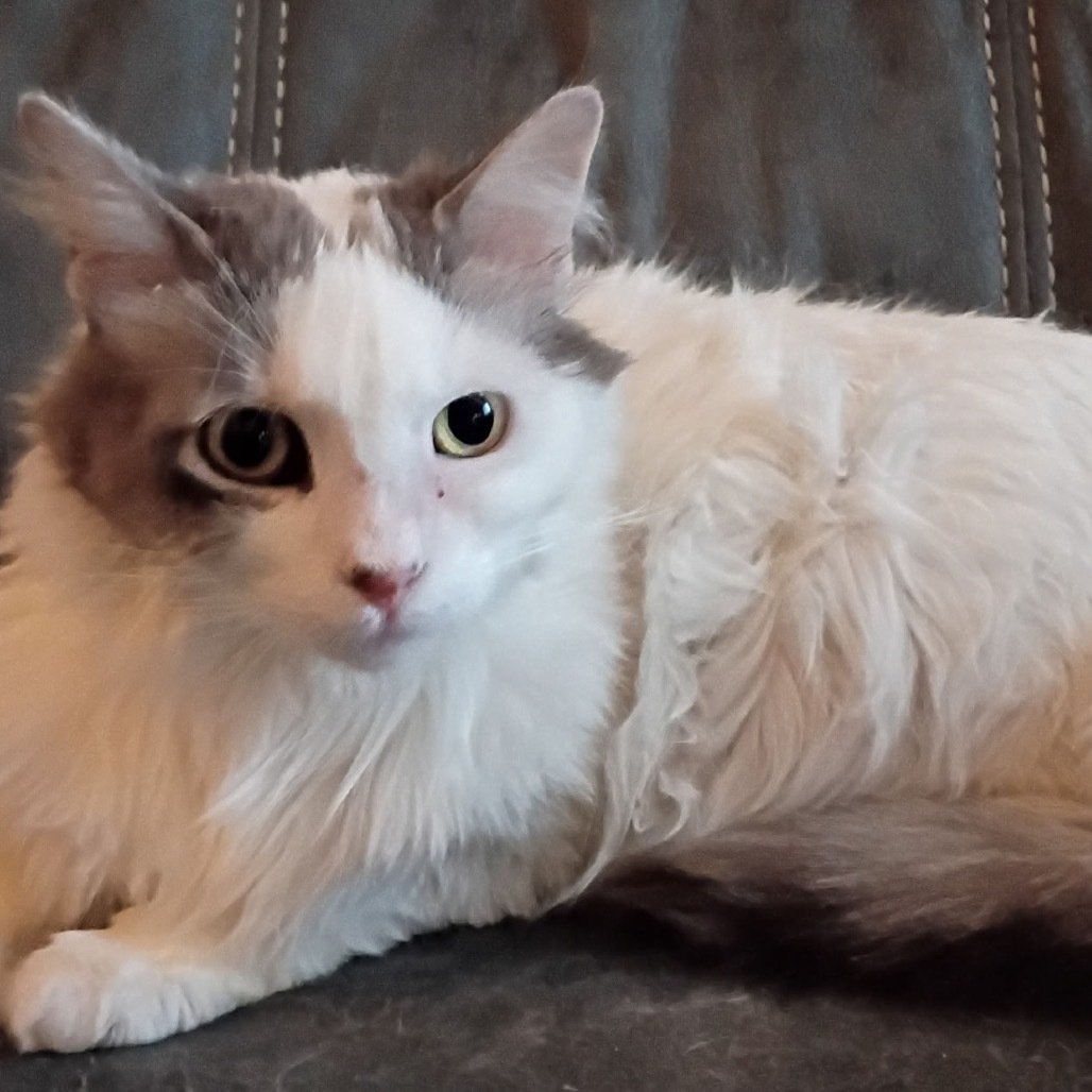 Kitter, an adoptable Domestic Short Hair in Las Vegas, NV, 89128 | Photo Image 3