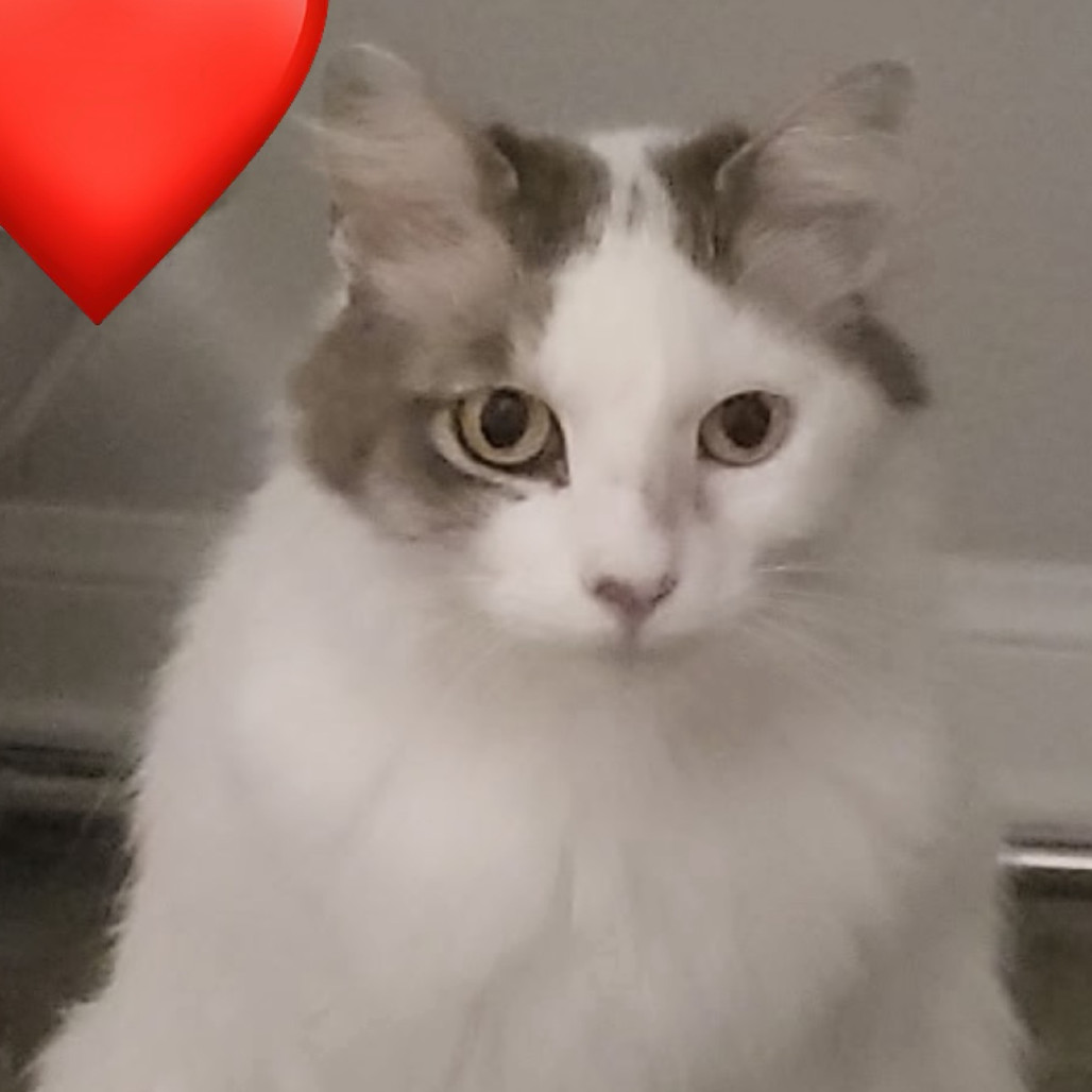 Kitter, an adoptable Domestic Short Hair in Las Vegas, NV, 89128 | Photo Image 6