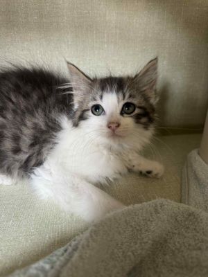 Basil