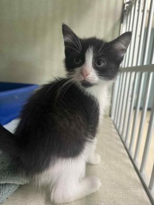 Yuta, Baby Female Domestic Short Hair