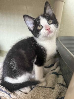 Cash, Baby Male Domestic Short Hair