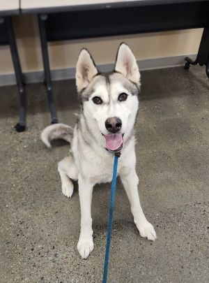 Primary Color Grey Secondary Color White Weight 558lbs Animal has been Neutered