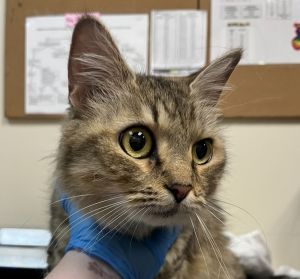 Primary Color Brown Tabby Weight 11lbs Animal has been Spayed